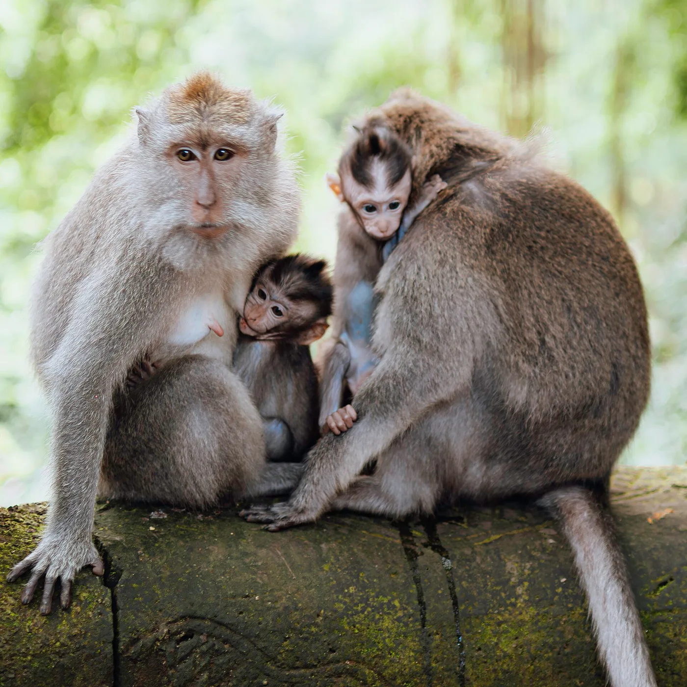 A family of long-tailed macaques on a mossy log in the Ubud Monkey Forest
