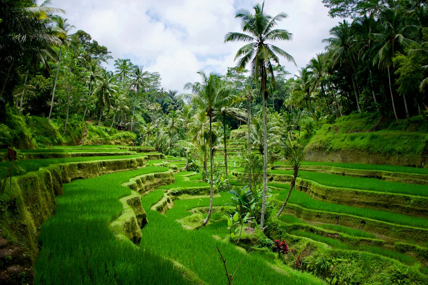 Green rice terraces and palm jungle around Ubud