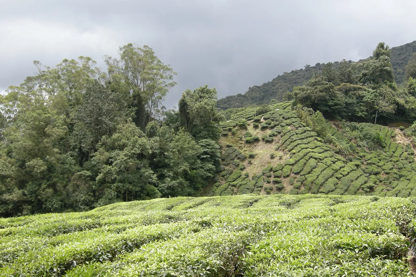 Rolling tea plantations climbing a hillside in the Cameron Highlands