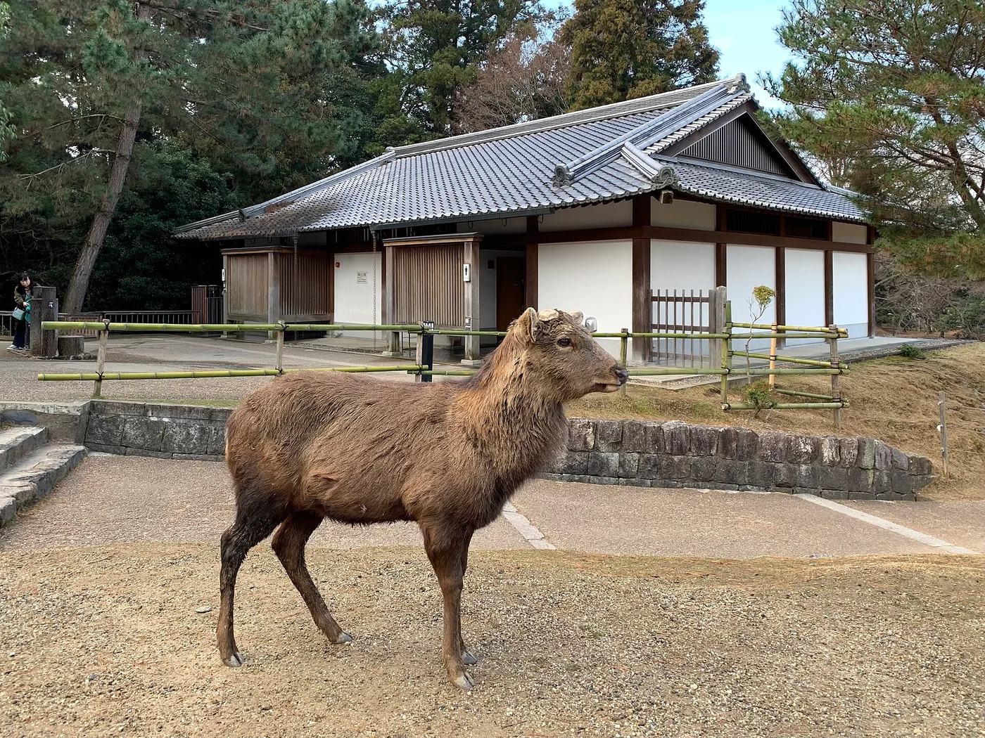 A free-roaming sika deer in Nara Park