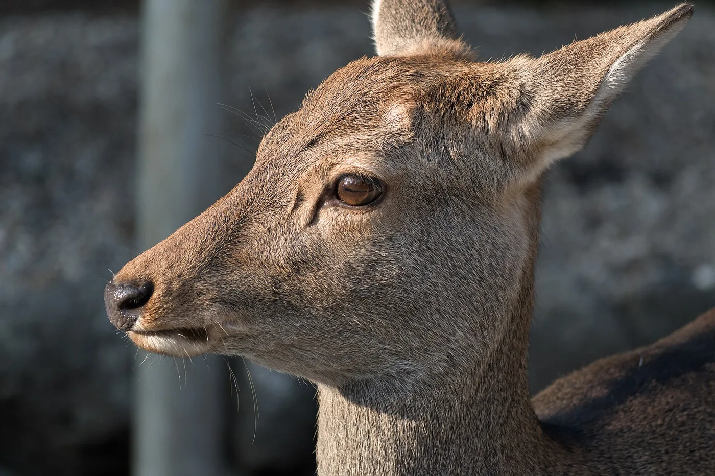 A healthy free-roaming sika deer in Nara Park, close up in warm light