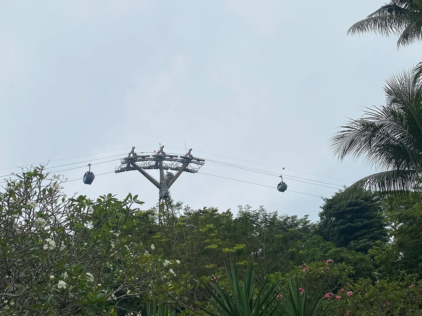 Two cabins of the Sentosa cable car crossing overhead above tropical foliage