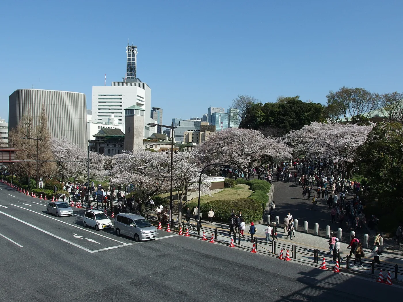 Cherry blossom along the Chidorigafuchi moat by the Imperial Palace