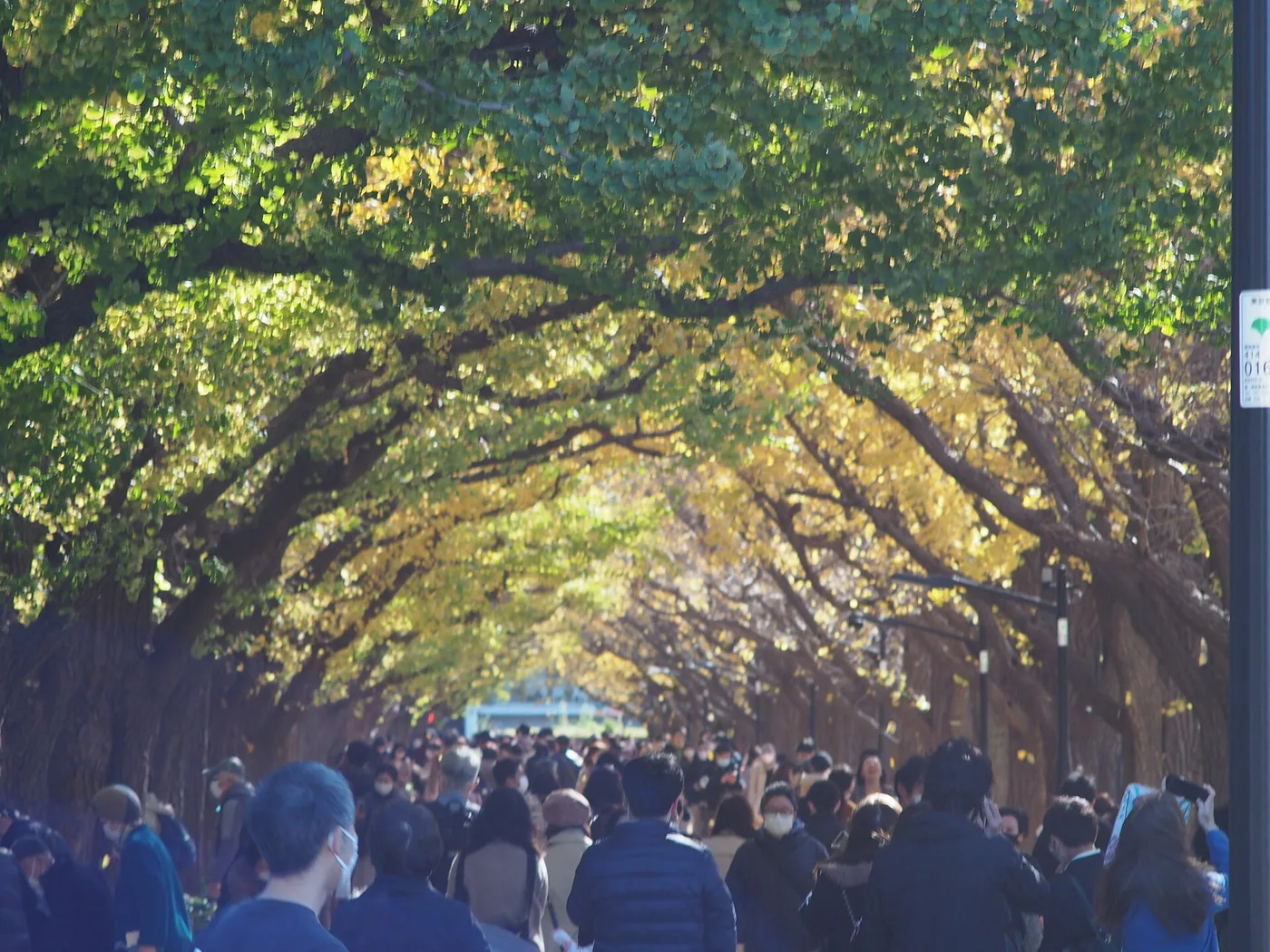 The Jingū Gaien ginkgo avenue in Tokyo, gold in autumn with crowds beneath
