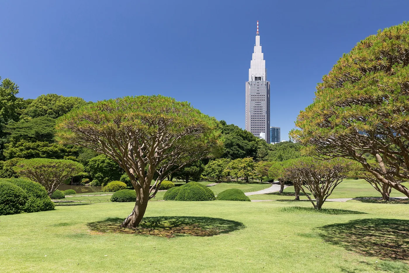 Shinjuku Gyoen's lawns and cloud-pruned pines, the NTT DoCoMo tower behind