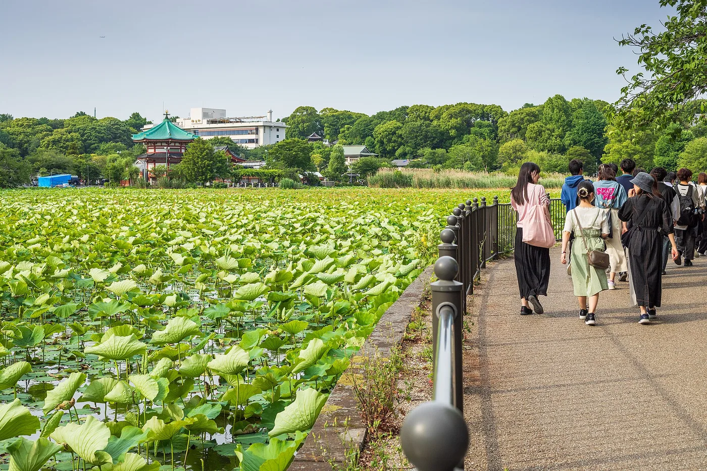 The lotus-covered Shinobazu Pond and the Bentendō hall, Ueno Park